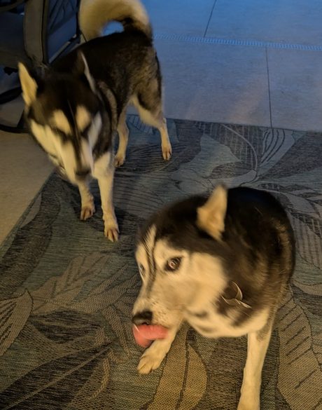 The family huskies